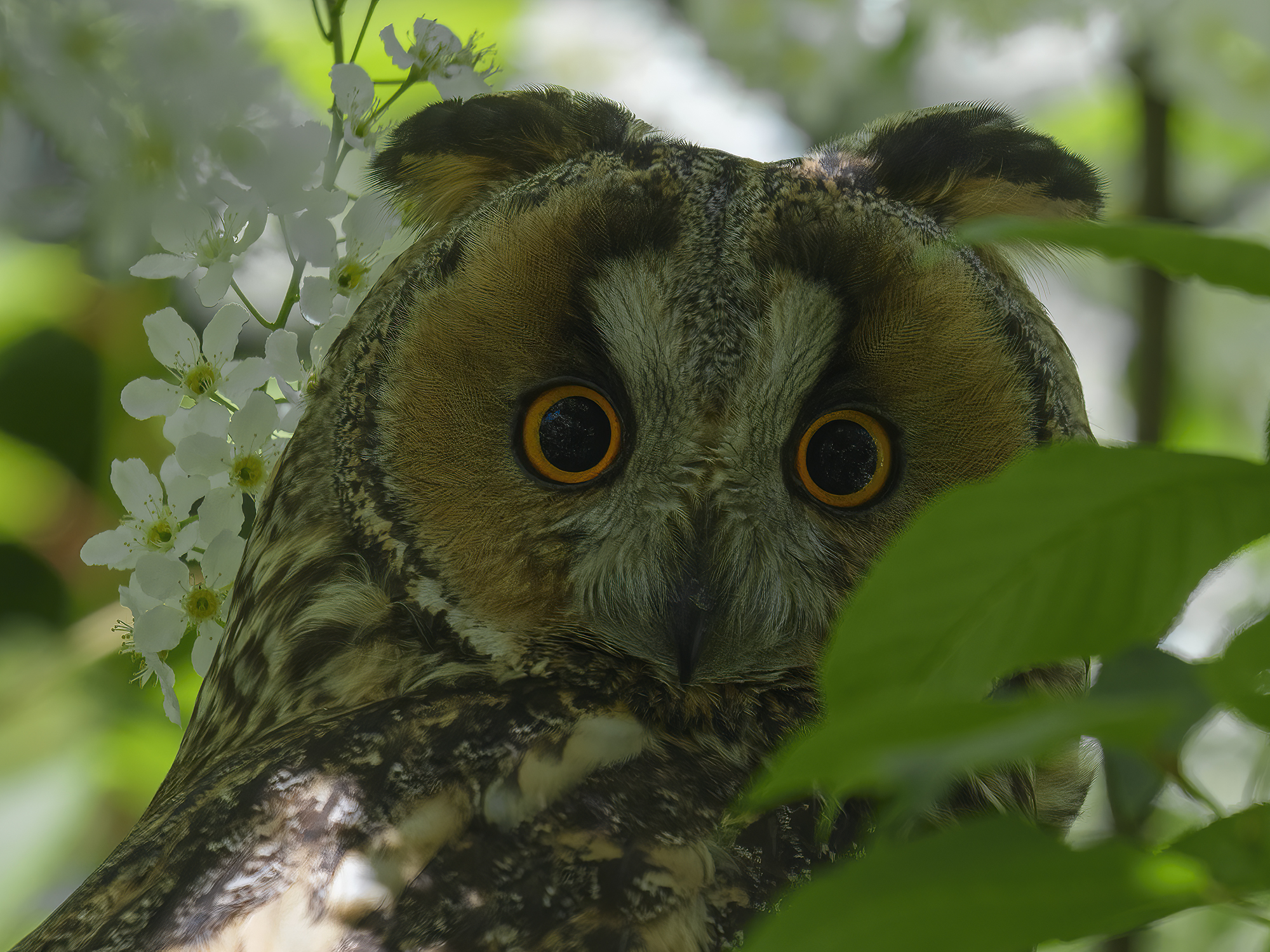 Diese Augen!